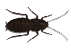 Image of an Oriental Cockroach (Blatta orientalis) | Rentokil Pest Control UK