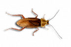 Image of an American Cockroach (Periplaneta americana) | Rentokil Pest Control UK
