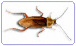American Cockroach (Periplaneta americana)| Rentokil Pest Control image
